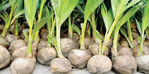 Roots of prosperity: President Mahama’s 3 million coconut seedlings initiative unleashes hope, jobs and export potential