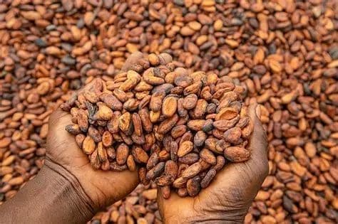 Looming cocoa price crash threatens to derail economic recovery