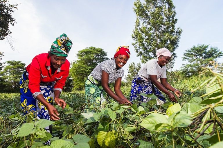 Harvesting The Future: the three pillars redefining African agribusiness
