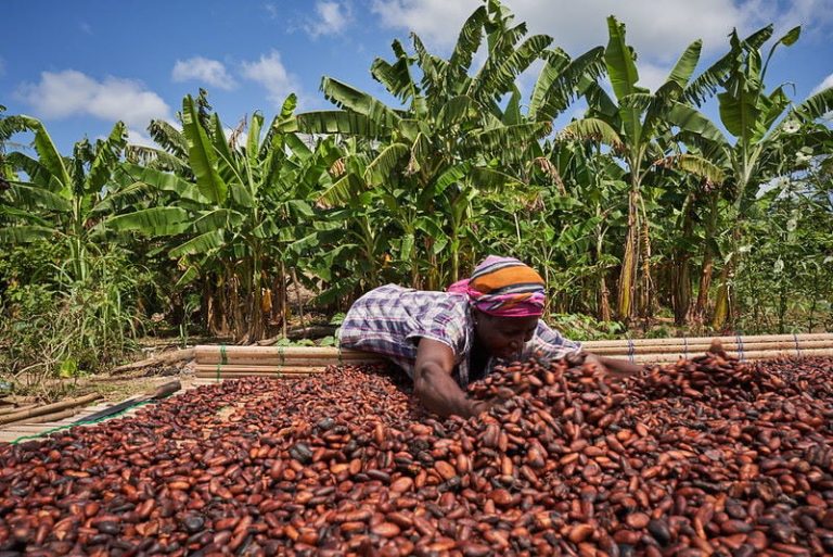 COCOBOD reforms strengthen Ghana’s cocoa value chain and derisk agricultural investment